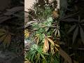 Blueberry pancakes by @humboldtseedcompany