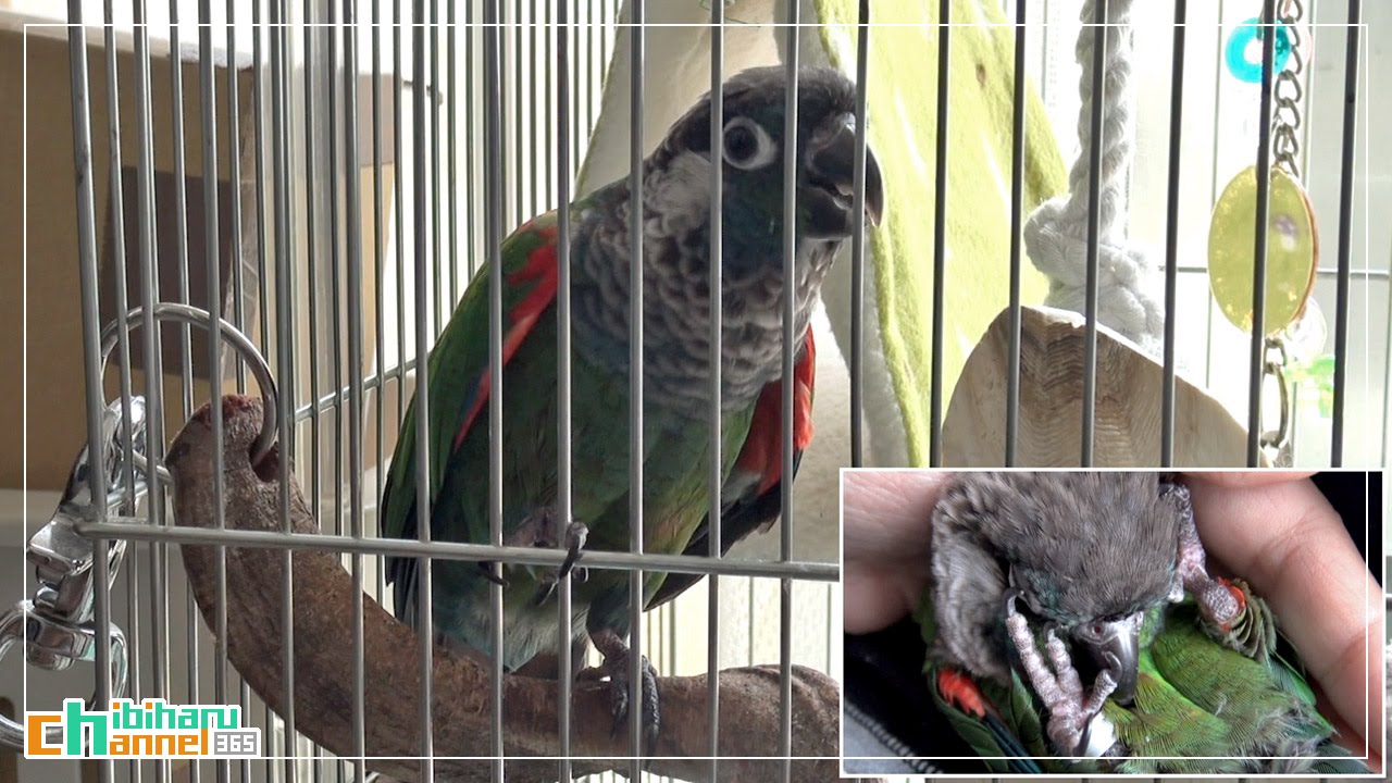 ウロコインコの鳴き声 Part2 Youtube