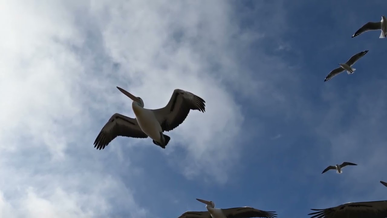 I Was Only Joking   Rod Stewart