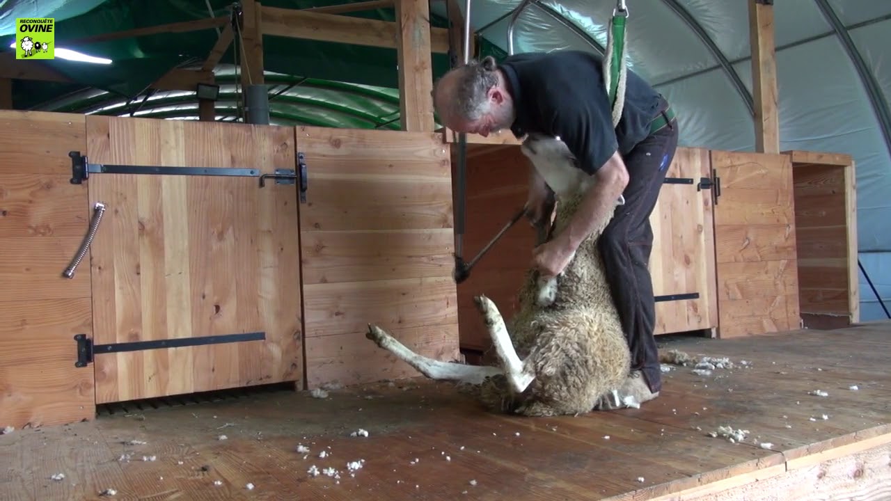 La tonte n'est plus une corvée avec la salle de tonte