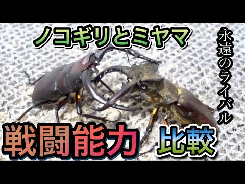Which is stronger, the Japanese sawtooth stag beetle or the 