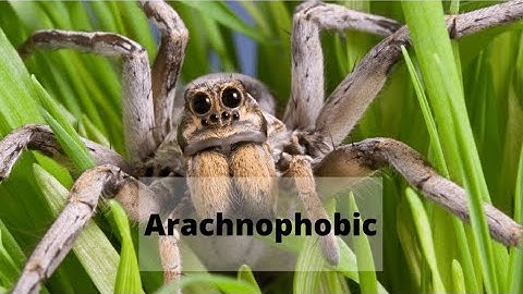 A Closer Look at Arachnophobia: Insights and Understanding (3 Minutes)