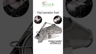 Piglets Castration Tool Sales Contact Number 6379061223 