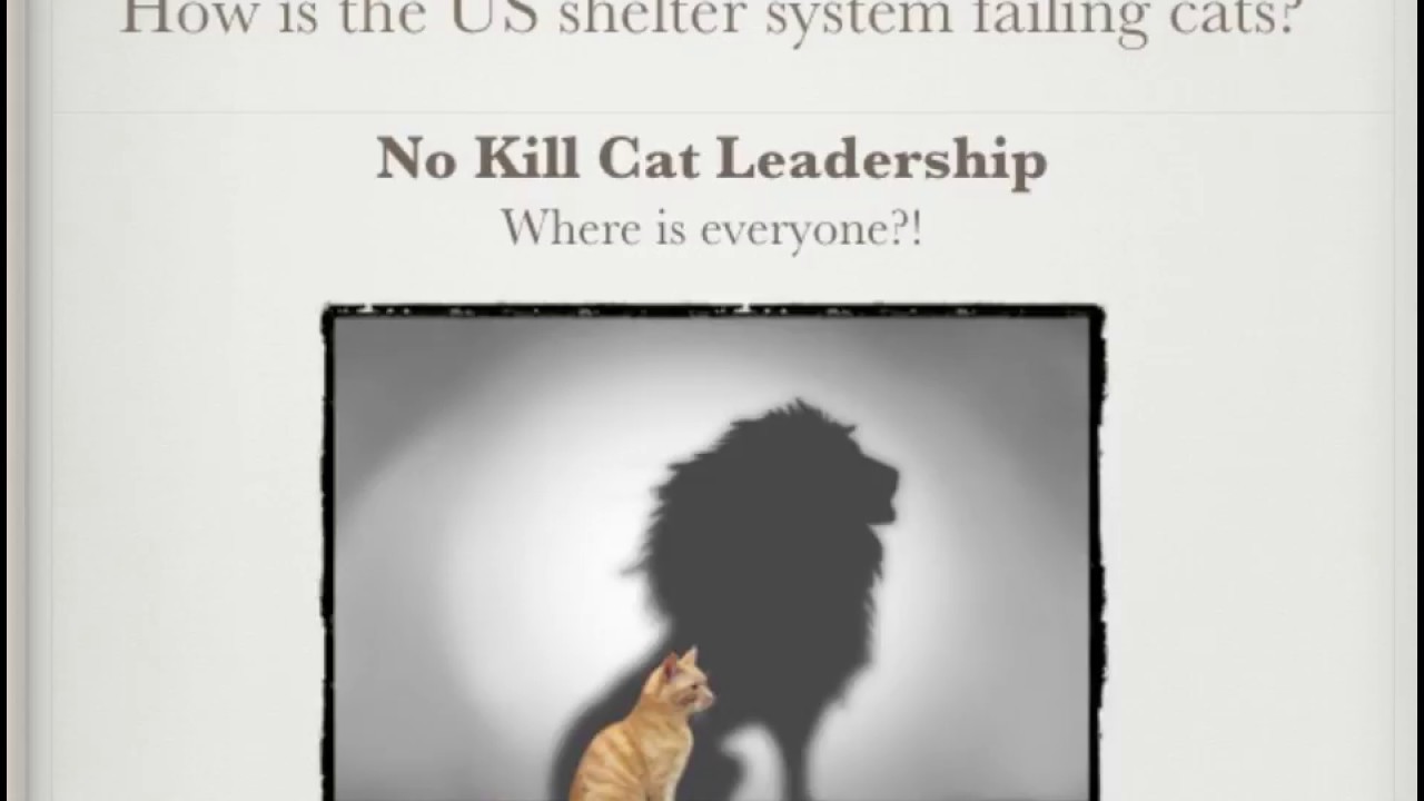 Cats are Not Small Dogs Changing the Shelter System to Save More Cats