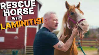 RESCUE HORSE found MALNOURISHED ~ Gets Chirporactic for ACHY Neck & Legs!