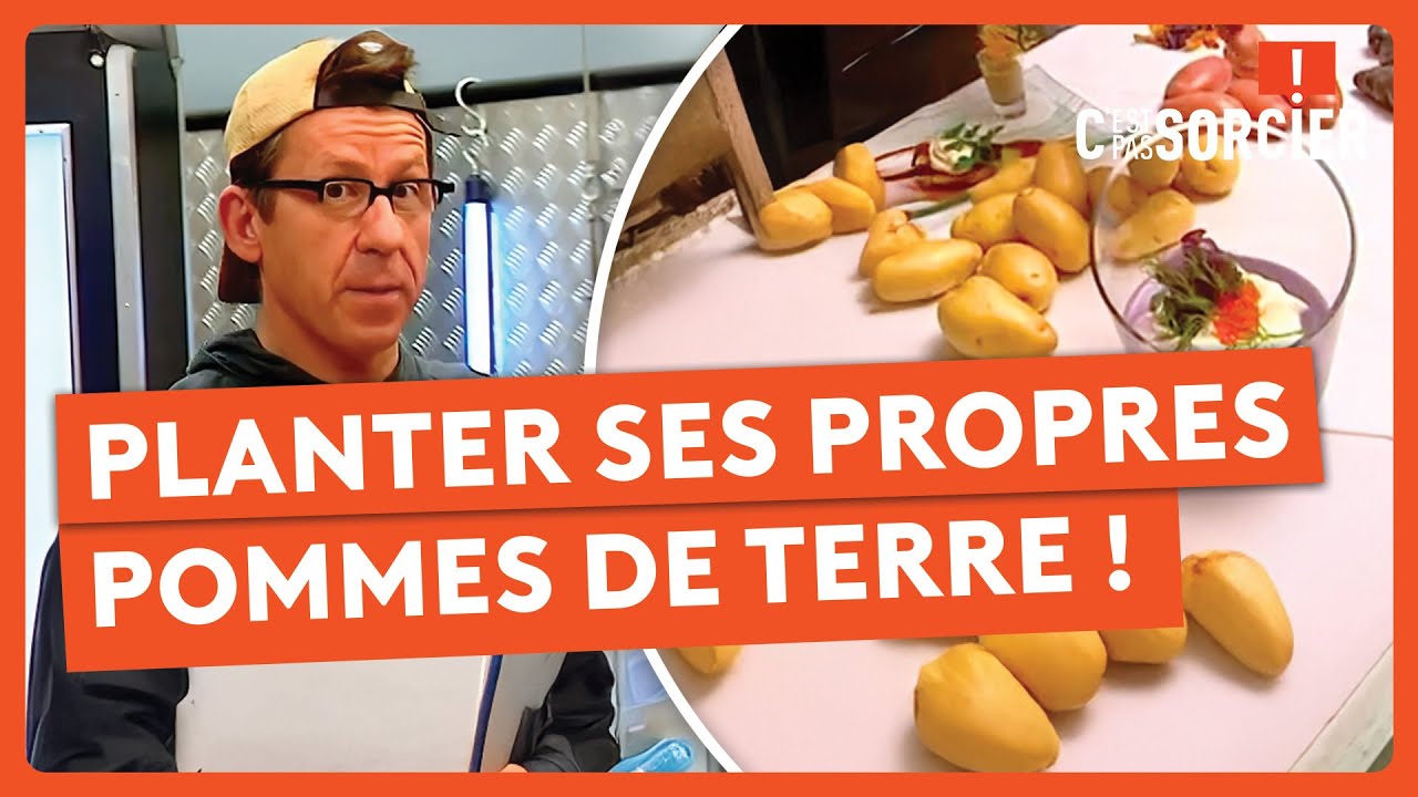 Planter des pommes de terre, un jeu d’enfant ? - C'est pas sorcier