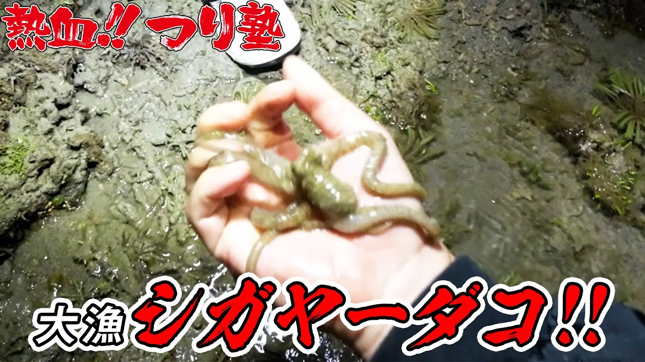 Nighttime Shigaiya Octopus Hunting with an Octopus Expert! - YouTube