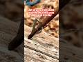 One of the most dangerous, metal detecting finds !