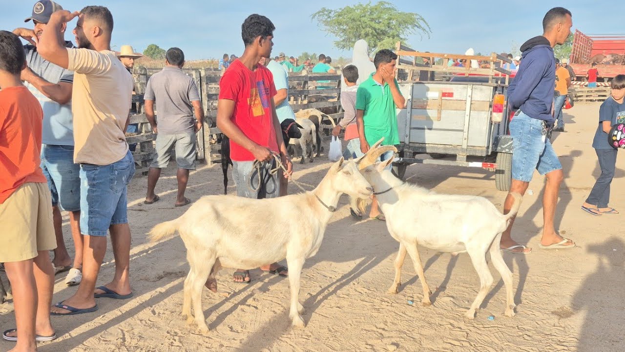 FEIRA DE CAPRINOS E OVINOS DE FOLHA MIÚDA ALAGOAS #nordeste 