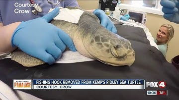 Vets remove fish hook from sea turtle