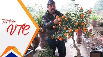 Tuyệt vời quất bonsai ghép trên gốc cây cần thăng | VTC