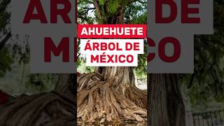 Ahuehuete:Árbol Nacional de México🌳🇲🇽 #arbolesnativos #plantas #naturaleza #méxico #reforestacion