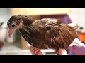 Маленький голубенок Мишка ✿ Little pigeon Mishka