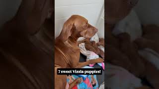 Now accepting reservations! #puppyshop #puppyraiser #pointerdog #puppyseason #vizsla #vizslapuppy