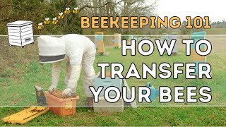 How to Transfer Bees from Nuc Box to Equipment | Beekeeping 101 | Elzner Farms screenshot 4