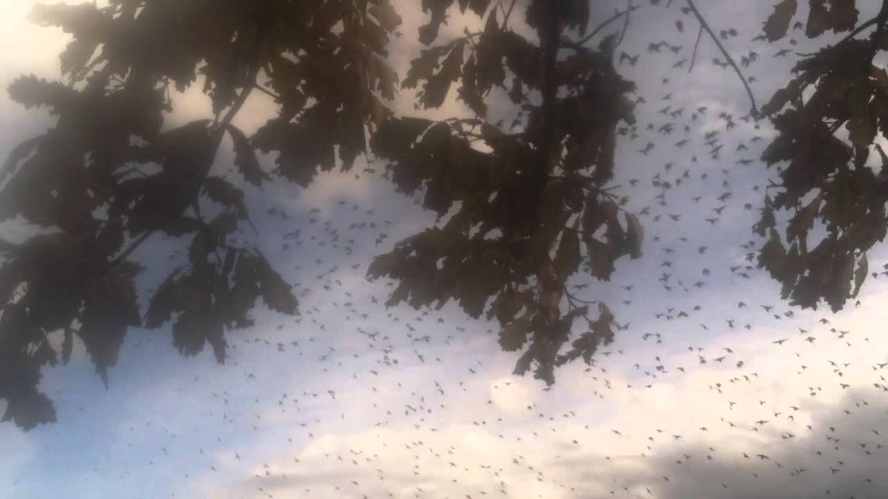 Birds Flying in Sky & Wind & Rain Storm in Salt Lake City, Utah ...