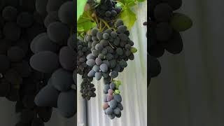Виноград кишмиш Юпитер