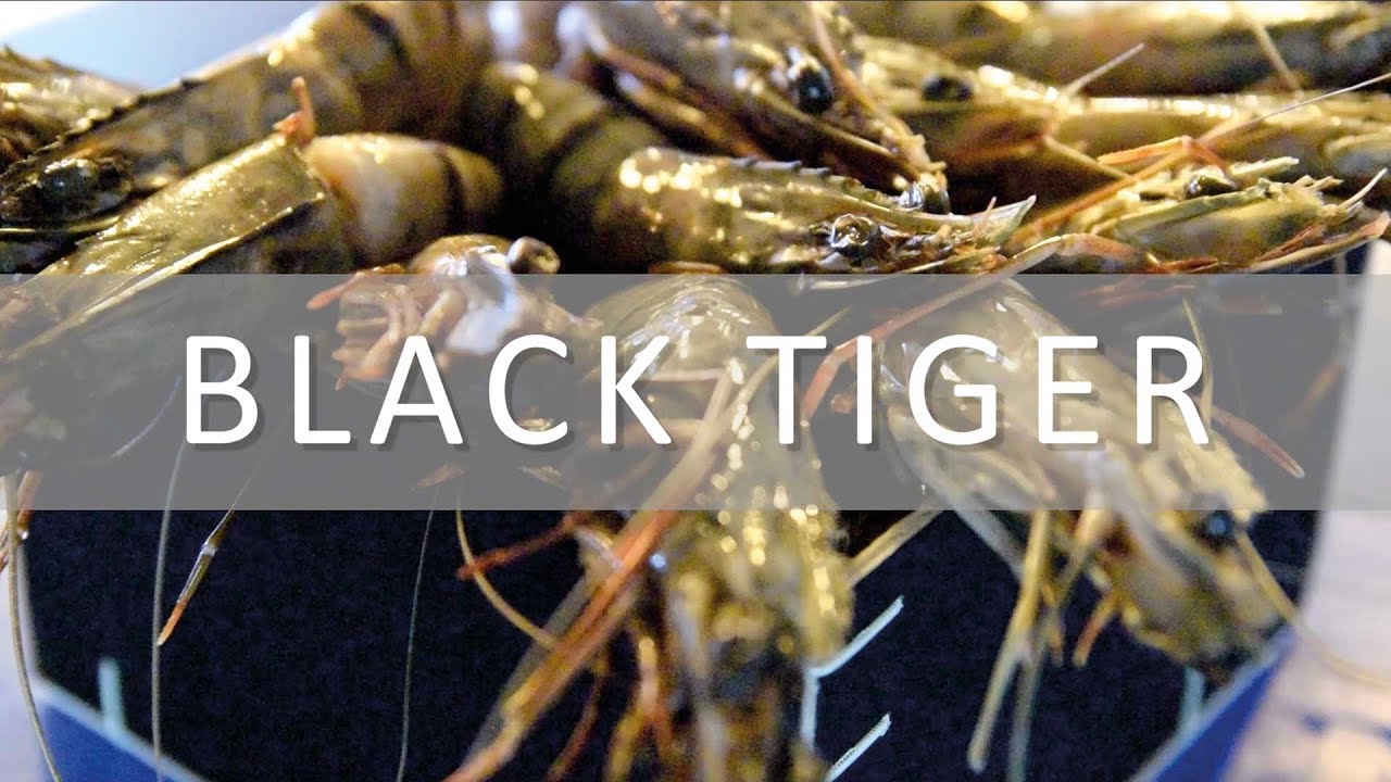 In de promo bij Versvishandel Jan van As: Gamba Black Tiger