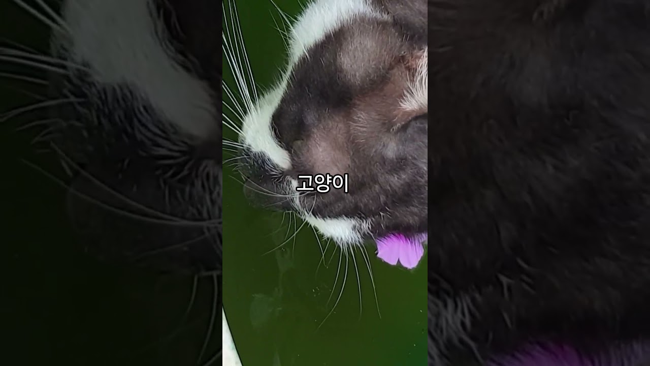 시골집 야옹이 오늘 행복한 하루 #고양이 #고양이일상 #고양이영상 #고양이브이로그 #야옹이 #야옹이그램 #애완동물