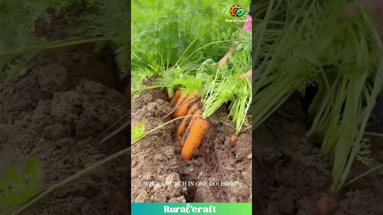 GIANT Carrot Pull! 🥕 You Won't BELIEVE How Many She Gets at Once! 