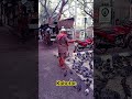 Bahut Sara Kabutar.
