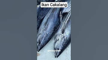 Ikan Cakalang #seafood #ikan #real #ikanlautsegar #amazing #ikancakalang #lautindonesia #wow #shorts