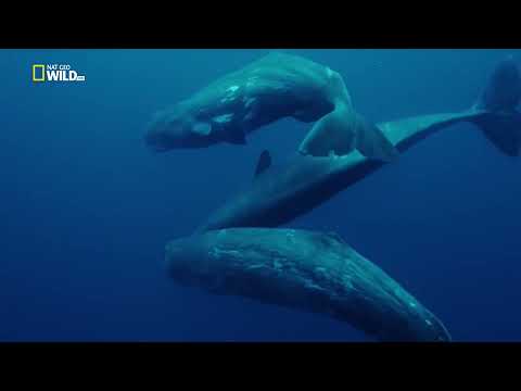Europe's Wild Islands | Biggest Creatures of Plant Earth | National Geographic Documentary