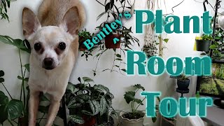 My PLANT Room Tour (Spring 2021) | DreamsofHoya