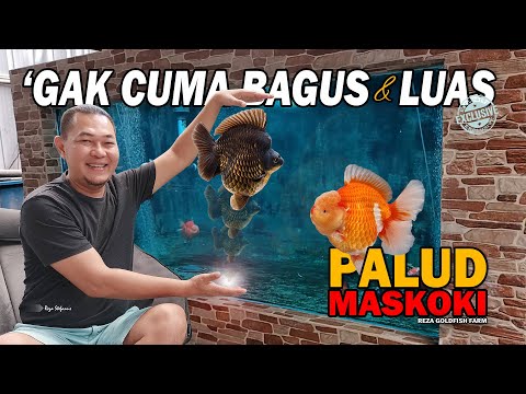 Cara Membuat Kolam Mas Koki