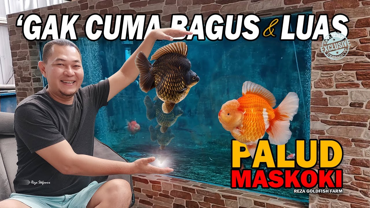 GAK HANYA BAGUS & LUAS, INI YANG PERLU DIPERHATIKAN DALAM MEMBUAT PALUD MASKOKI | REZA GOLDFISH FARM