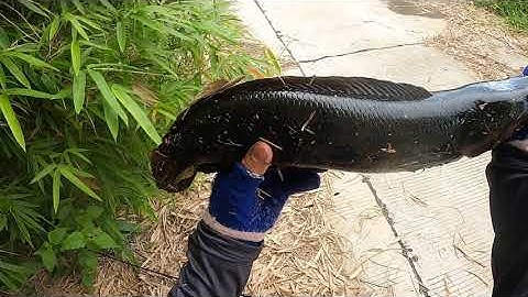 Cá dầy rừng U Minh Thượng | Săn Hugo cá lóc đen U Minh Thượng (Tập 20) | #Doantuananh151