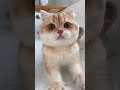マンチカンがお風呂の浴槽で暴れてる・・ #猫大好き #猫おもしろ #面白動画