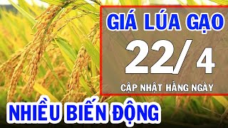Giá lúa gạo hôm nay 22/4/2024: Bảng giá lúa, giá gạo mới nhất | Bản Tin Nhà Nông