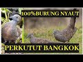 Dengar Suara Ini Burung Perkutut Macet Langsung Pada Nyaut Semua Mp3 - Mp4 Download