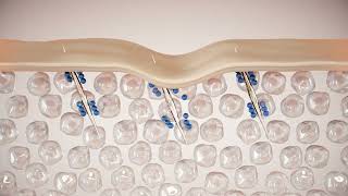 1 High Quality Animation of Altum Peptide Absorption Process