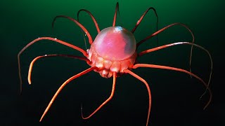 10 Sea Creatures You Never Knew Exist by ZoneA 1,585 views 1 month ago 7 minutes, 48 seconds