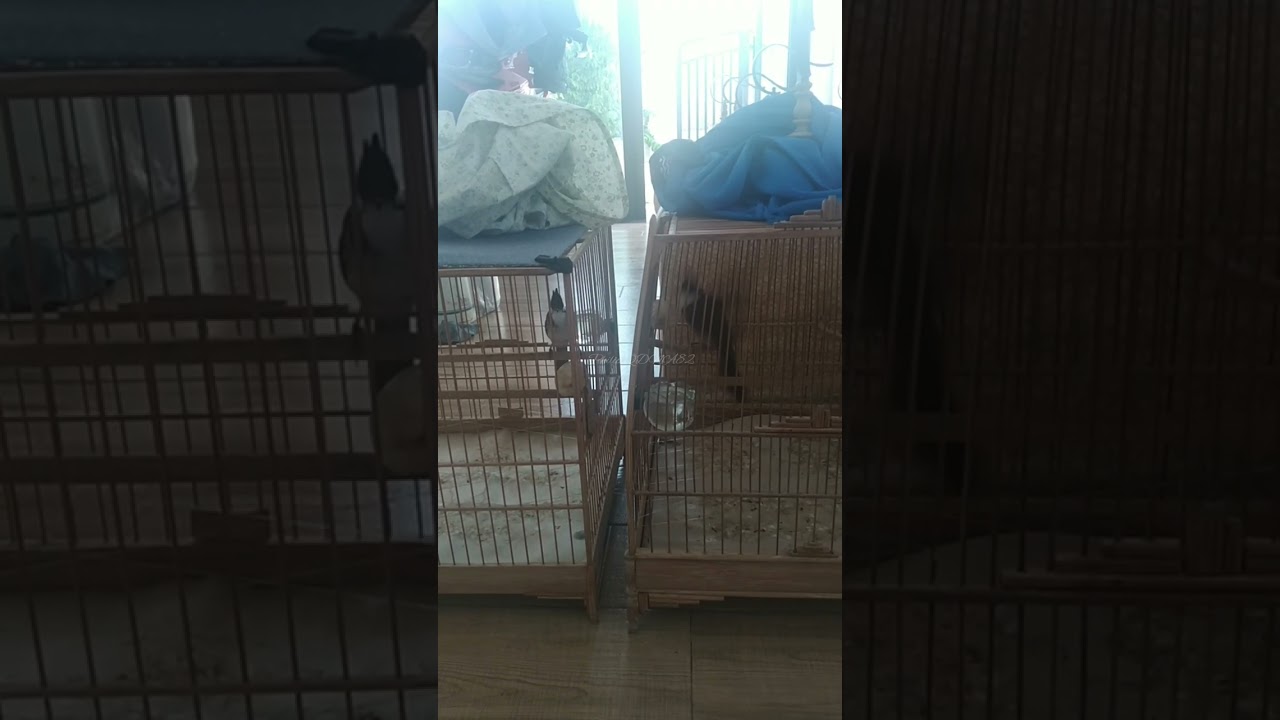 CHÀO MÀO | Kích chim đấu hót căng lửa T684