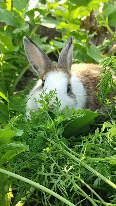 Cute rabbit-tutu