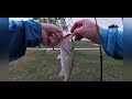 Black bass and Speckled trout in the same day!