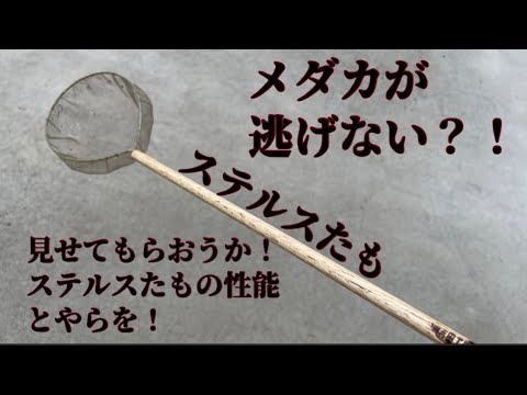 ステルスたもの実力が凄すぎる！メダカが逃げない網　グリやんさんと静楽庵へ行く！　＠楽めだか　九州から視聴者さんがやってきた！　癒しやヨシダのタモが凄すぎるｗ