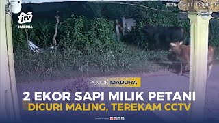 2 Ekor Sapi Milik Petani Dicuri Maling, Terekam CCTV