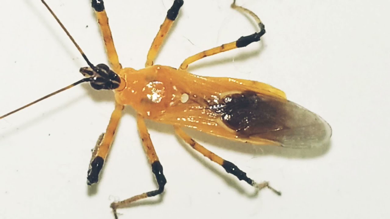 The Beautiful Yellow, Unique Insect || Fireflies