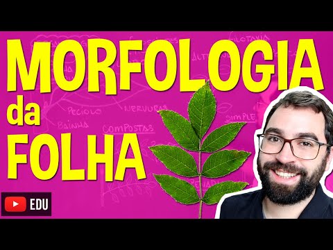 Vídeo: Em uma folha composta pinada os folhetos são suportados?