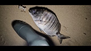 1º Vez pescando en Cortadura!! VAYA SARGOSAURIO!! 🐟🎣 #pesca #cadiz #fishing #cortadura #surfcasting screenshot 3