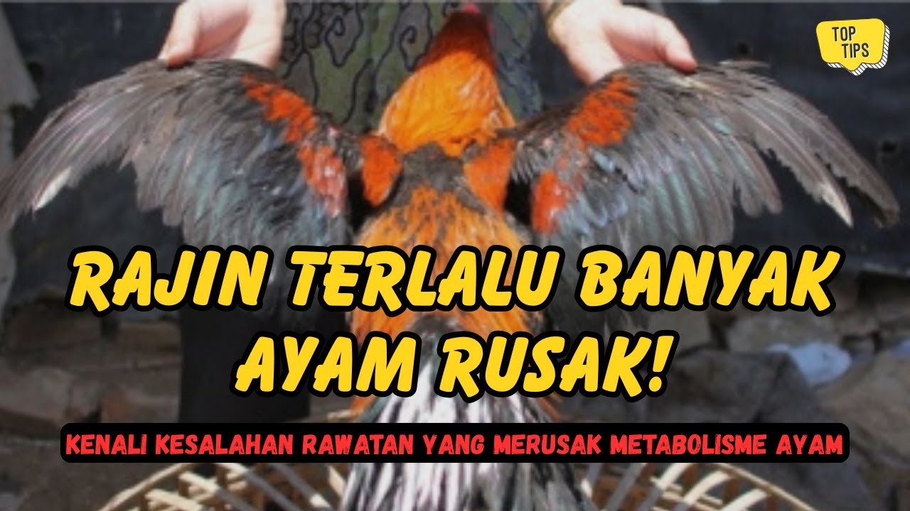 Rawatan Terlalu Rajin Justru Merusak Ayam, Ini Penjelasannya