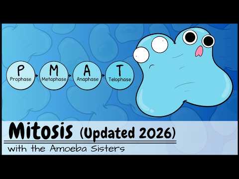 Mitosis (UPDATED 2026)