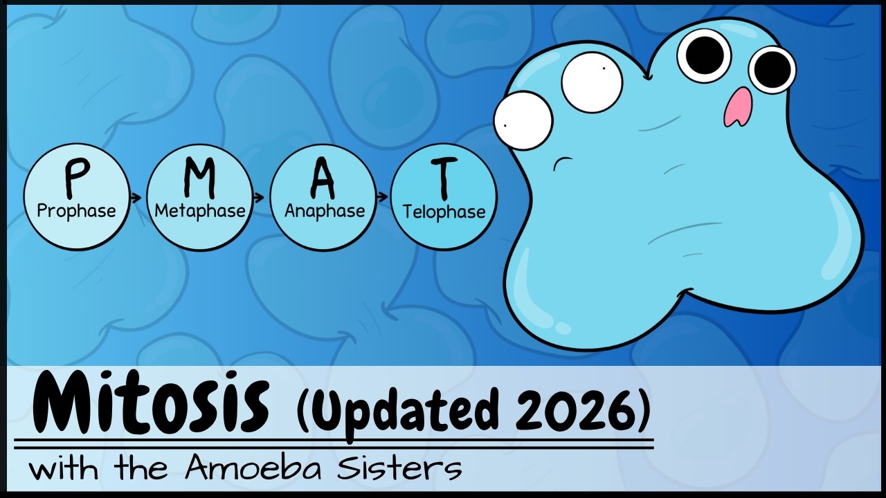 Mitosis (UPDATED 2026)