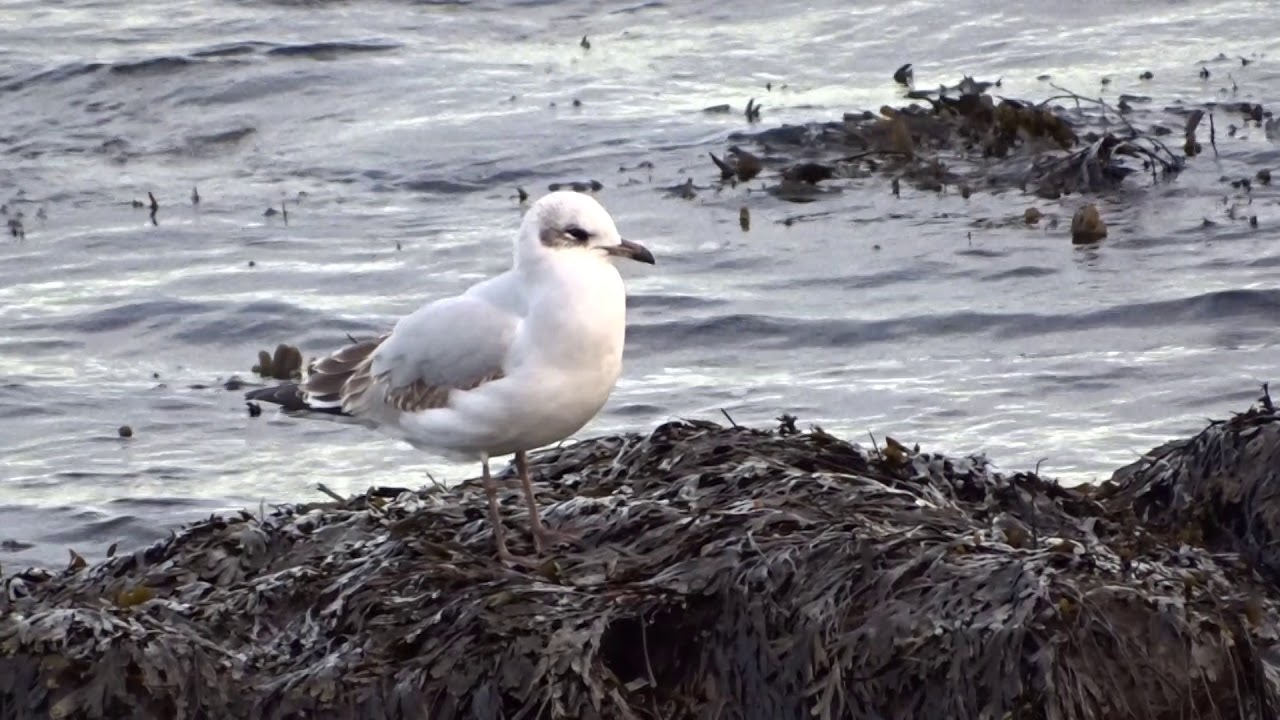 Mediterranean Gull - 1st winter - East Wemyss - 22/1/20 