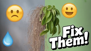 Common Houseplant Problems and Solutions | Indoor Plant Care Tips