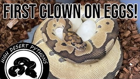 The First Clown on Eggs! | High Desert Pythons